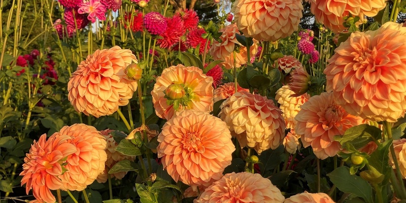 TALK: Dahlia Tuber Division and Propagation - Grow Your Garden Plant Fair