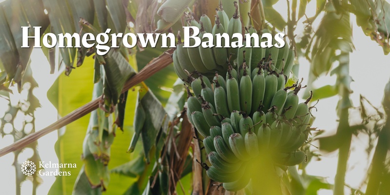 Homegrown Bananas