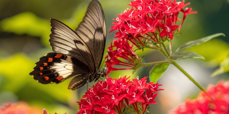 Butterfly Gardening