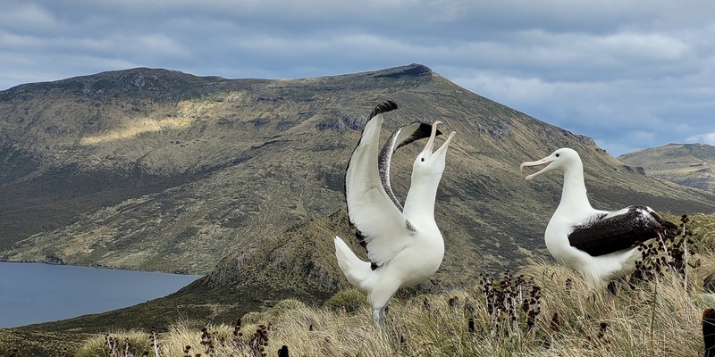 Art and the Albatross - an Exhibition and Talk by Chrissy Wickes