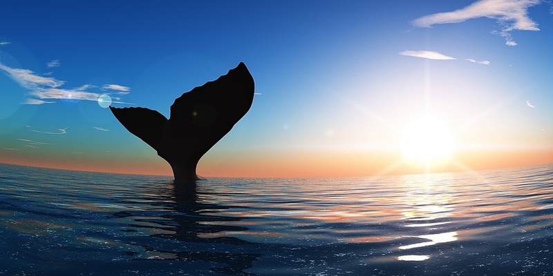 Ocean Medicine, Wisdom and Wellness Retreat - Tahitian Whales Experience
