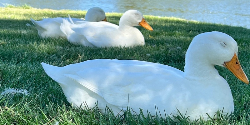 Healing Hearts Christian Sound Bath @ El Dorado Park with Ducks & Squirrels