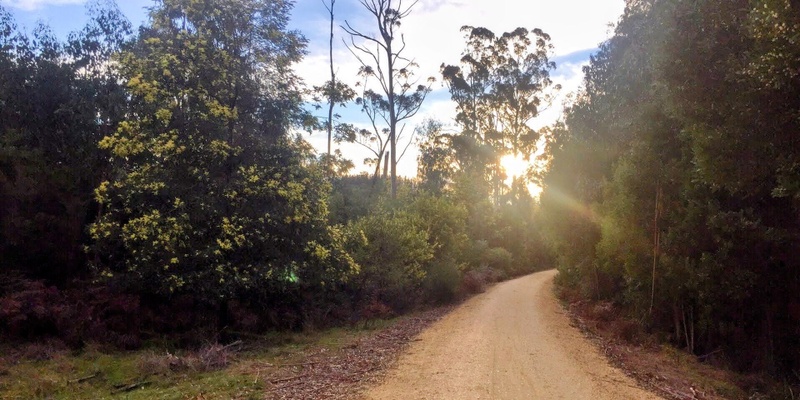 Grand Ridge Rail trail - Darlimurla to Boolara loop - Grade 2 (Easy)