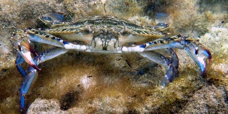 Summer Holiday Program                           Crabs and their Cousins