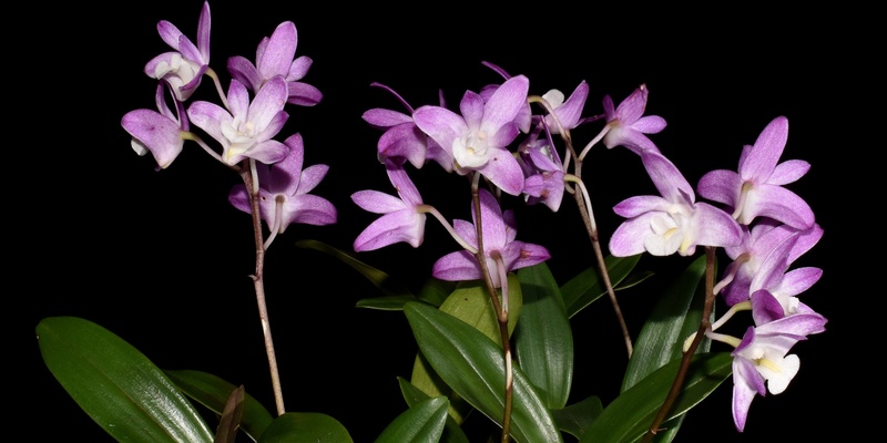 Gardening with Orchids: Nurturing Nature's Treasures with Trevor Garard