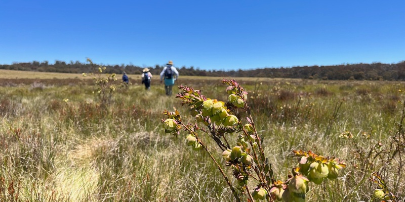 Montane Peatlands  Walk and Talk - BCT Event