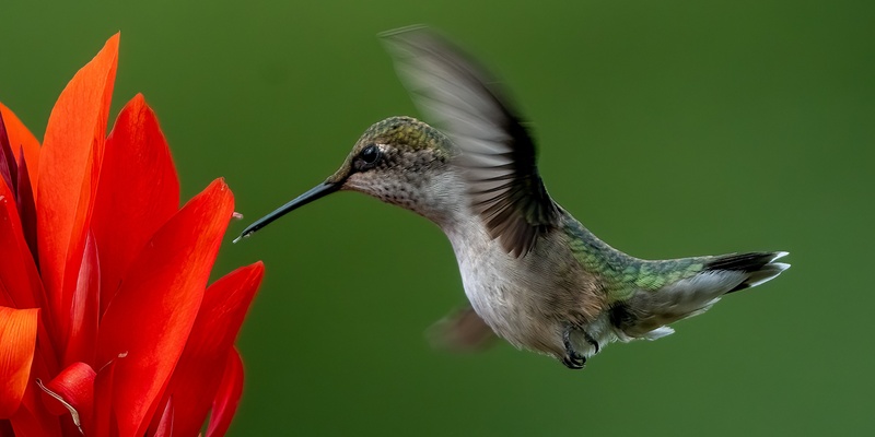 Can You Catch Me? Hummingbirds