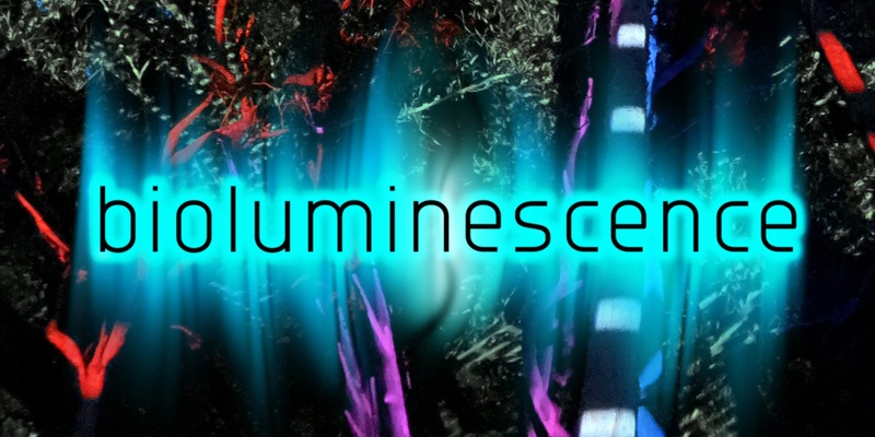 Bioluminescence @ Tabulam Trail of Light and Sound