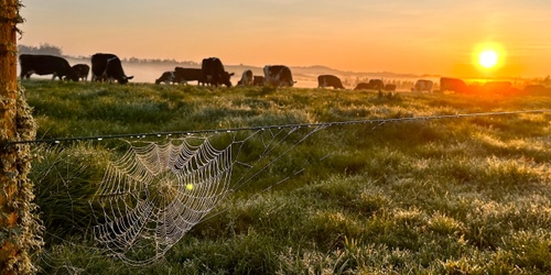 Business Continuity in Emergencies for Farmers and Growers - Wellsford