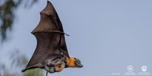 Fantastic Flying Foxes with Doug Gimesy | Humanitix