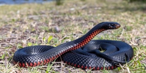 Snakes of the Fleurieu