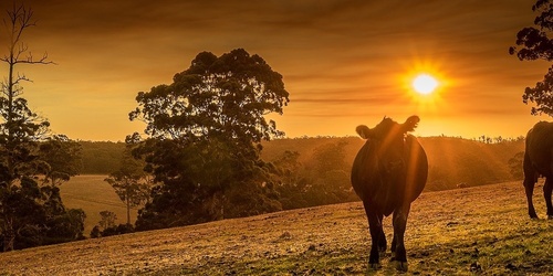 Paddock to Plate at Pemberley - 2024