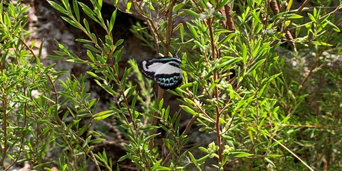 Bushfoods and Biodiversity Workshop