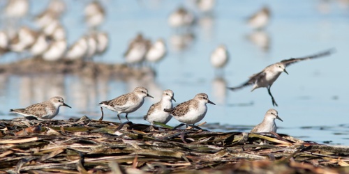 An Introduction To Migratory Shorebirds