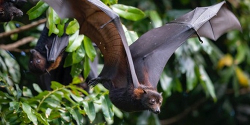 Ian Beveridge Memorial Lecture - Hendra and beyond: The ecology of One ...