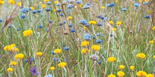 The magnificent Evans Street Grassland