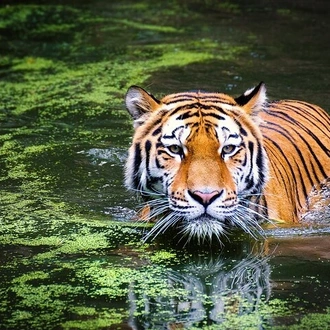 tourhub | Agora Voyages | Roar and Reverie: Corbett Tiger Reserve Escapade from Delhi 