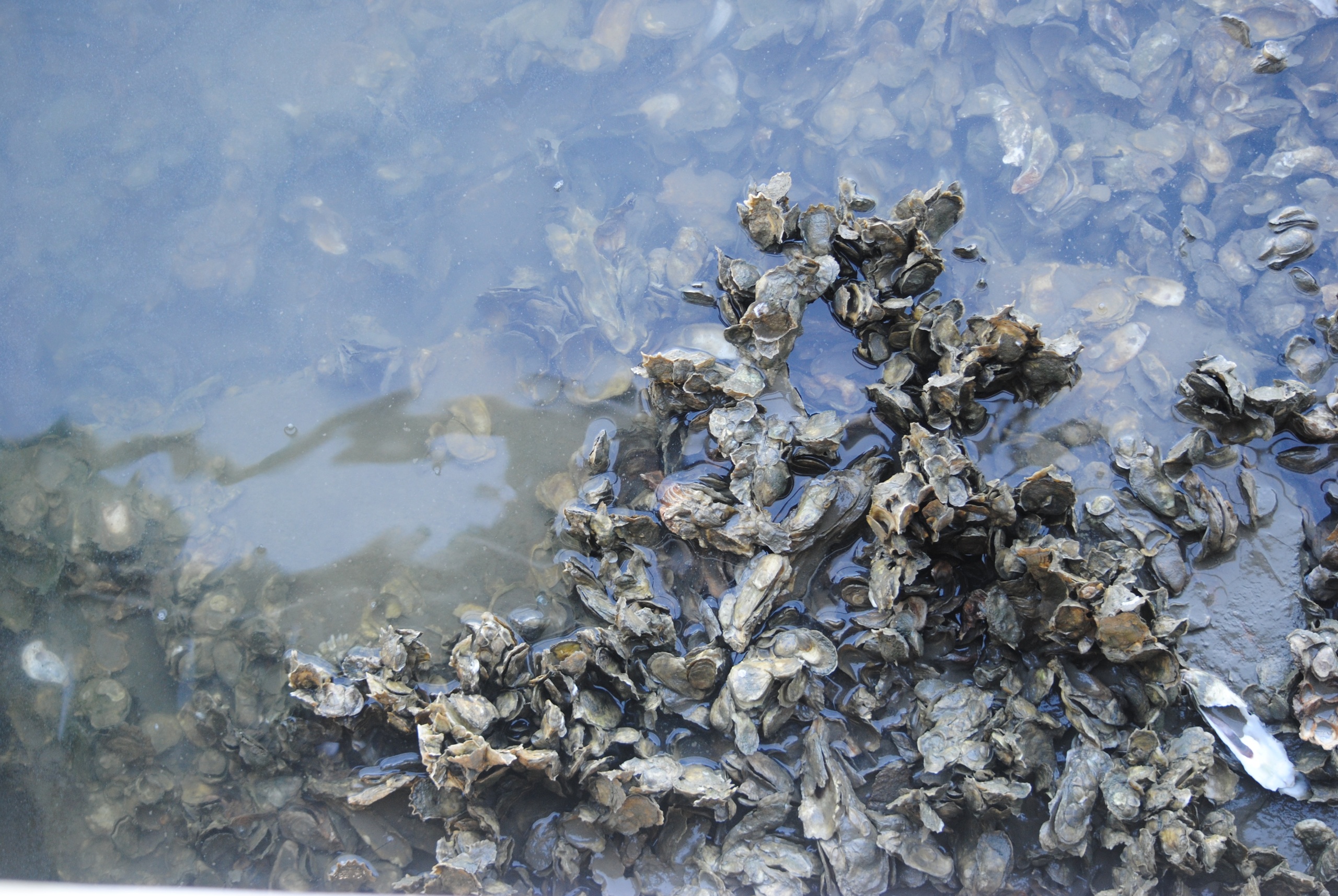 Charleston Oyster Farm Adventure!