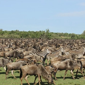 tourhub | Gracepatt Ecotours Kenya | 6 Days Masai Mara Wildebeest Migration Safari Holiday 