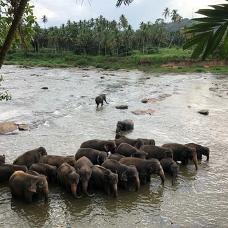 tourhub | Stelaran Holidays | Elephant in Sri Lanka 