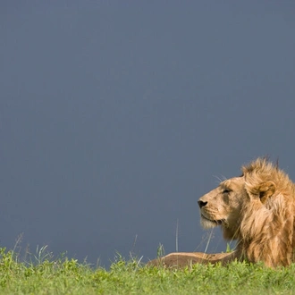 tourhub | Alaitol Safari | Serengeti Big Cats and Migration  