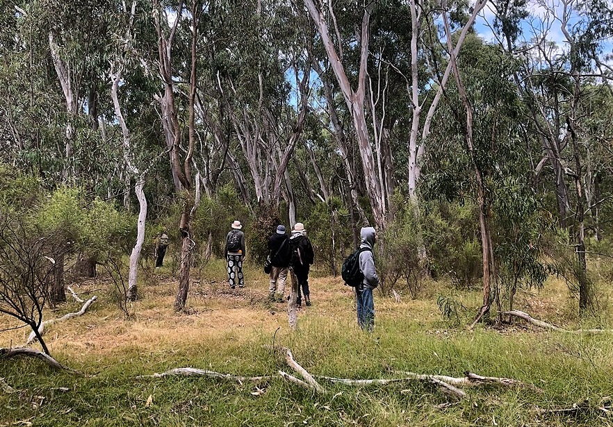 In the  Australian forest