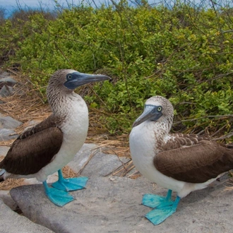 tourhub | Ecuador Galapagos Travels | 5 Days Galapagos Island Hopping: San Cristobal & Santa Cruz 