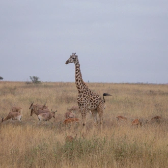 tourhub | Shepherd Holidays | Best Kenya Tour: Sunsets & Safaris, a Kenyan Tale in 5 Days  