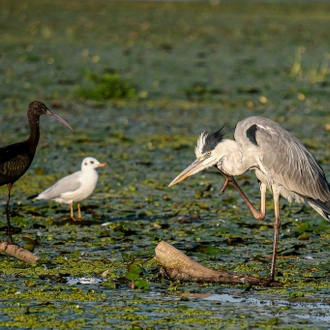 tourhub | Bunica Maria | Meet the Danube Delta – Bird watching tour 