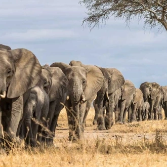 tourhub | Divulge Adventures | 3 Days 2 Nights Amboseli National Park 