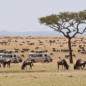 tourhub | Gracepatt Ecotours Kenya | 4 Days Masai Mara and Lake Nakuru Camping Safari on 4x4 Jeep 