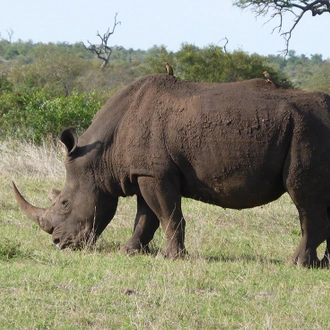 tourhub | Intrepid Travel | Kruger Lodge Experience 