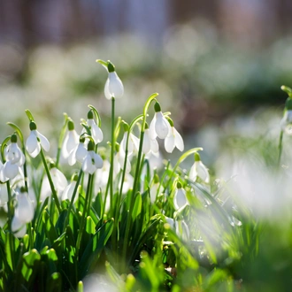 tourhub | Brightwater Holidays | England: Snowdrops in the Cotswolds 703 