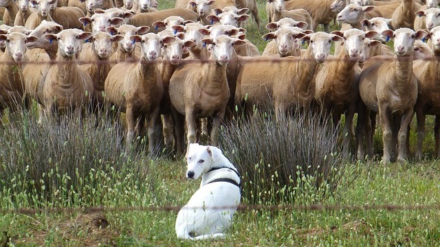 Représentation de la formation : Dresser son chien de troupeau : Perfectionnement