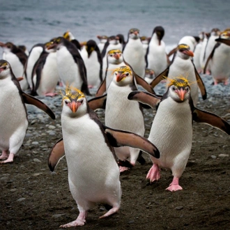 tourhub | Heritage Expeditions | Galapagos of the Southern Ocean 