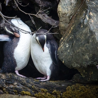 tourhub | Heritage Expeditions | New Zealand Coastal Odyssey 