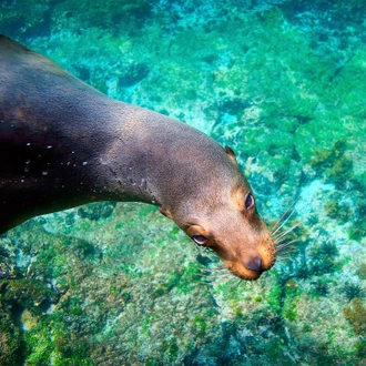 tourhub | Exodus Adventure Travels | Galapagos Wildlife Cruise (Archipel I) 