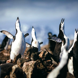 tourhub | Intrepid Travel | South Georgia and Antarctic Peninsula: Penguin Safari  