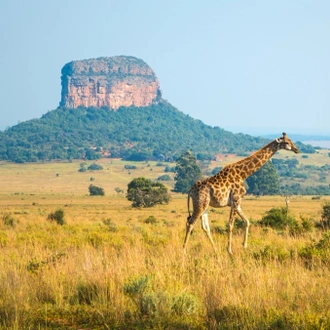 tourhub | Miki Travel Asia | 8D7N Cape Town, Victoria Falls, and Masai Mara 