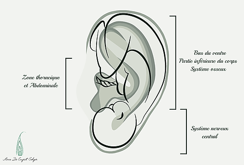 Représentation de la formation : Formation en Réflexologie Auriculaire de Bien-Être