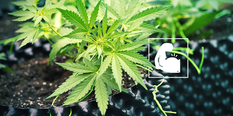 Train Your Cannabis Plants With Care in Mind