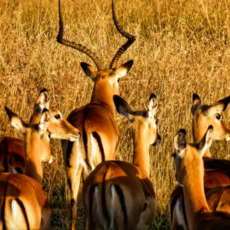 tourhub | Starluck Travel | 3 Days Masai Mara Road Package 