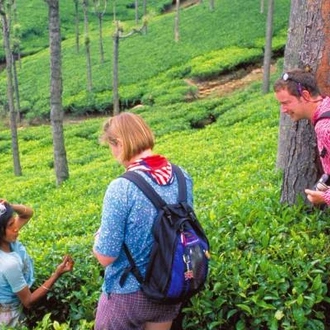 tourhub | On The Go Tours | Munnar Tea Estate - 4 days 