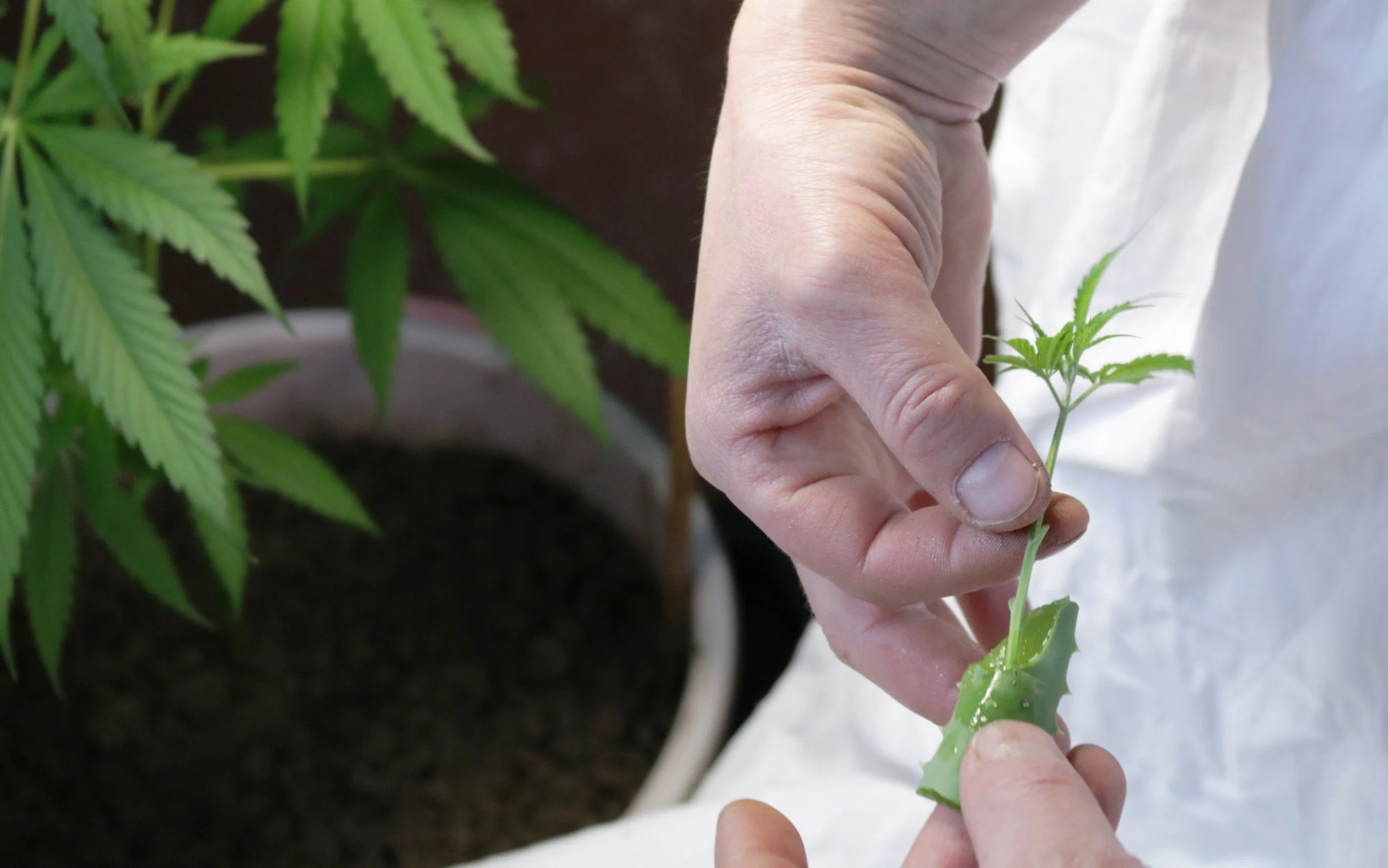 Why Are Marijuana Plants Cloned?