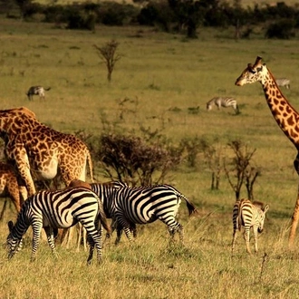 tourhub | Gracepatt Ecotours Kenya | Private 6 Days Amboseli, Lake Naivasha & Masai Mara Safari 