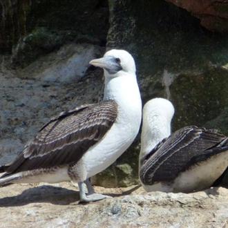 tourhub | Bamba Travel | Ballestas Islands & Sand-Boarding Adventure 2D/1N 