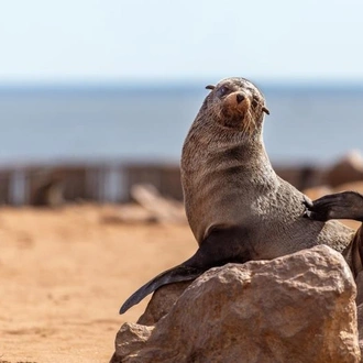 tourhub | Chameleon Safaris Namibia | 24 Day  Wildlife, Himba, Sossusvlei & EHRA Experience 