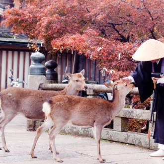 tourhub | Brightwater Holidays | Seasonal Gardens of Japan 665 