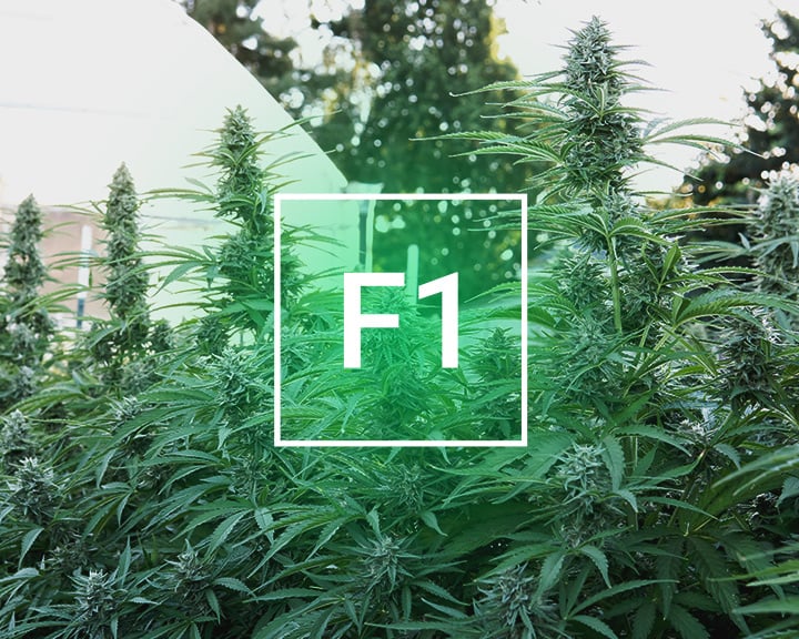 What Are the Advantages of F1 Hybrid Seeds?