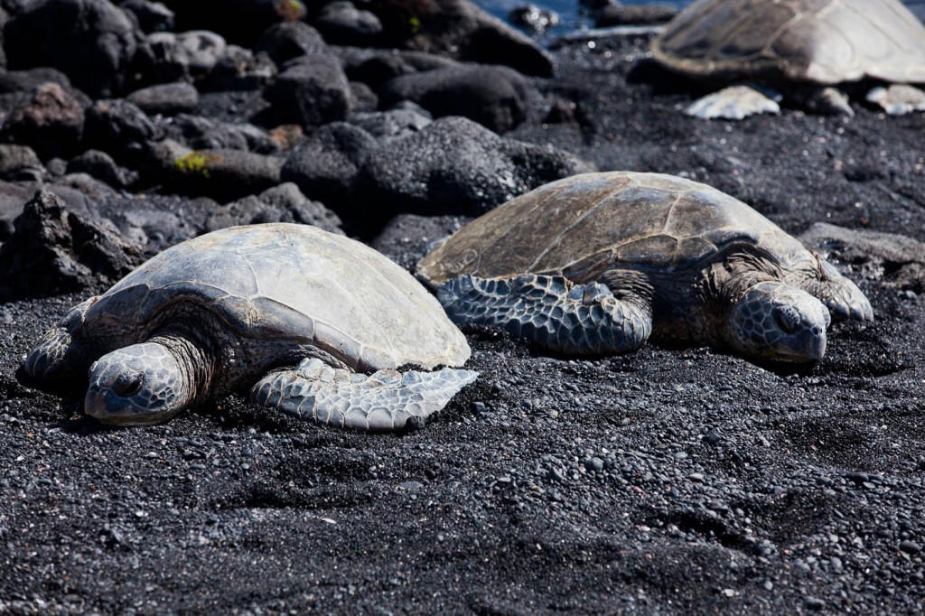 Big Island Grand Circle Island Day Tour from Kona